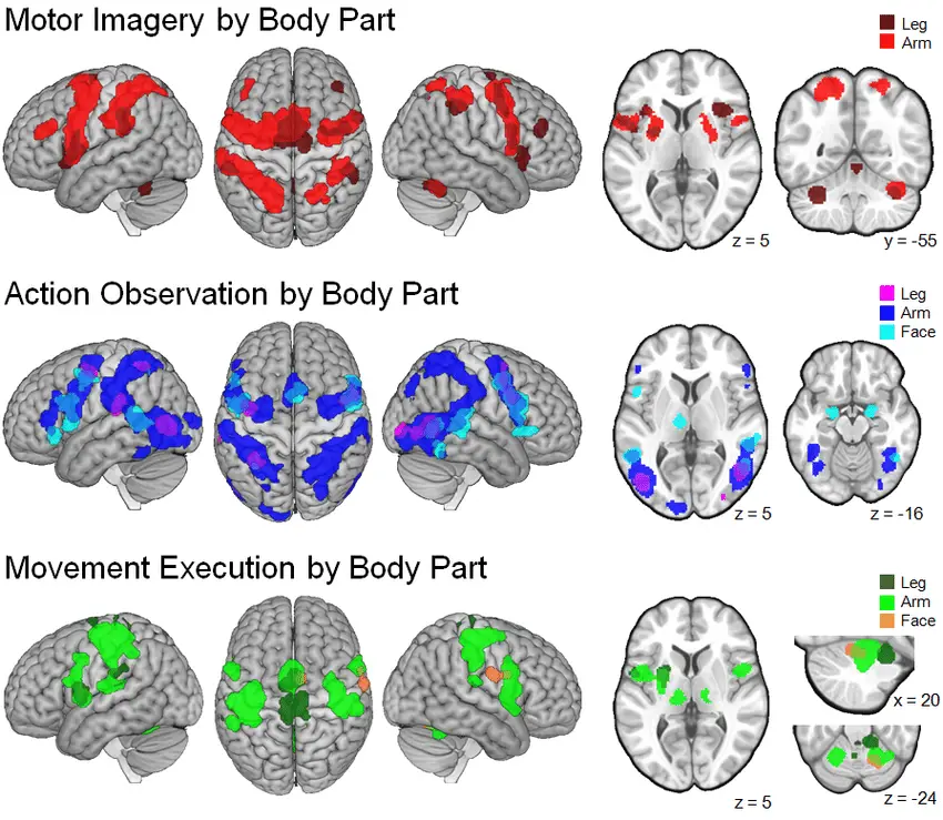 Subanalyses for each task conducted according to the body part used.